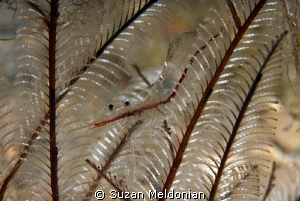 My Ghost shrimp- masters of camouflage! by Suzan Meldonian 